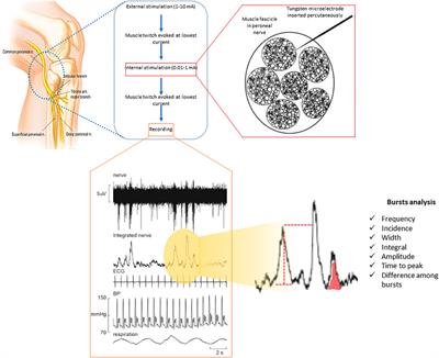 Effects of hyperventilation length on muscle sympathetic nerve activity in healthy humans simulating periodic breathing